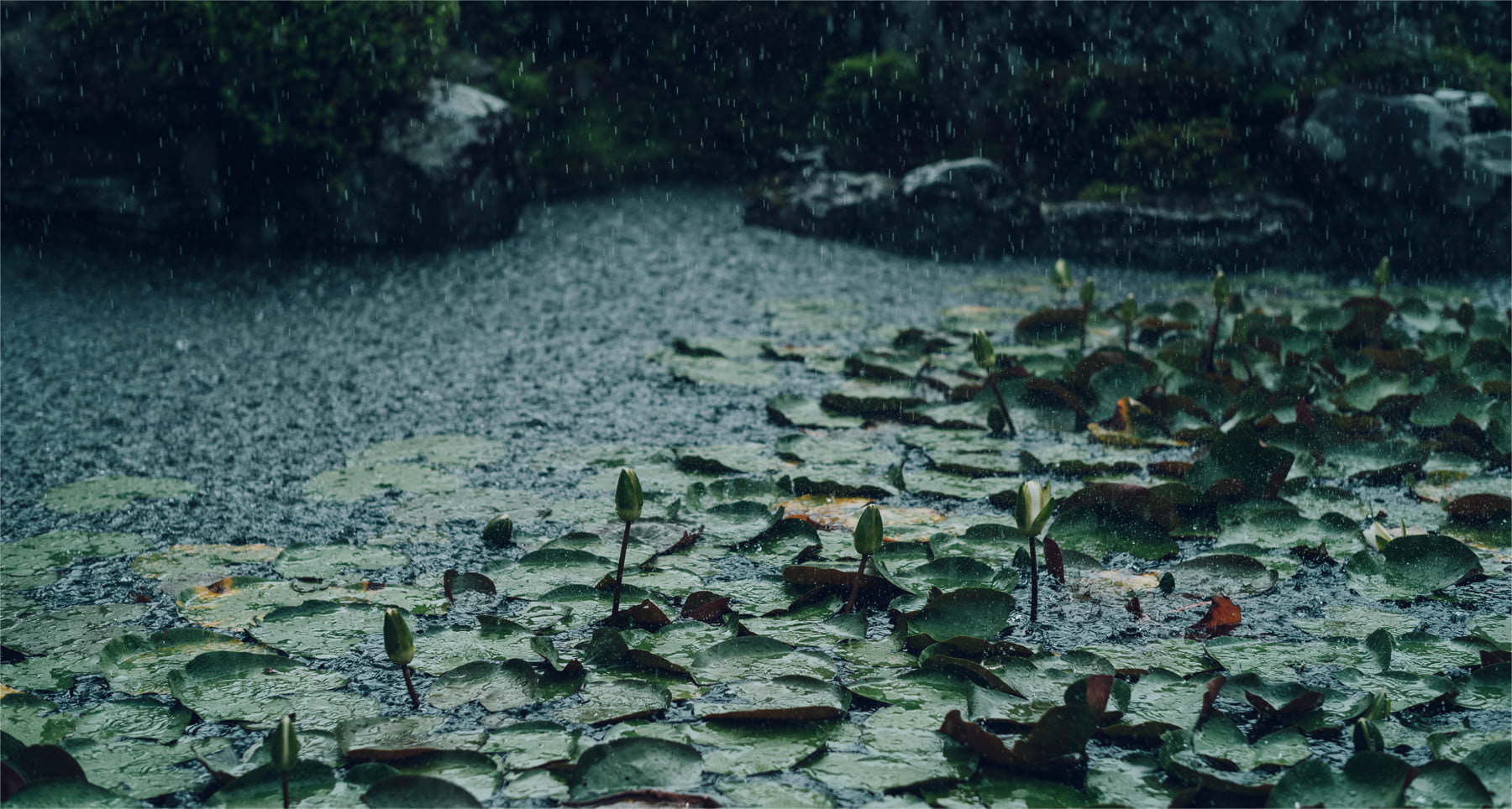 Jojuin garden in misty rain